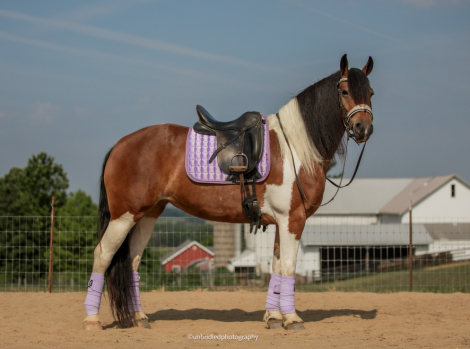 HorseID: 2319385 T Lady Carlie - PhotoID: 1106660
