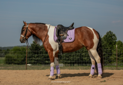 HorseID: 2319385 T Lady Carlie - PhotoID: 1106661