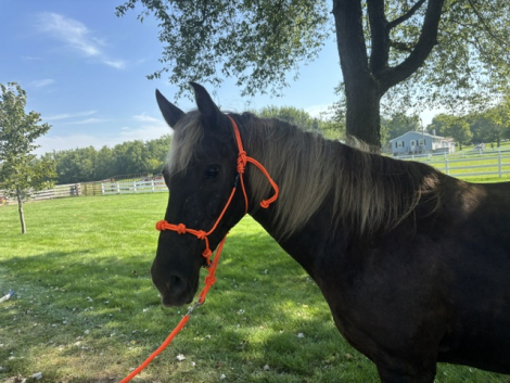 HorseID: 2319386 Samatha I am - PhotoID: 1106664