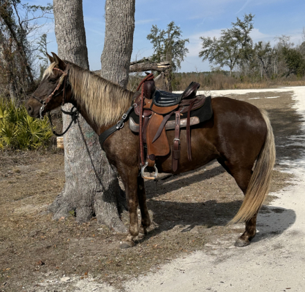 HorseID: 2319386 Samatha I am - PhotoID: 1106665