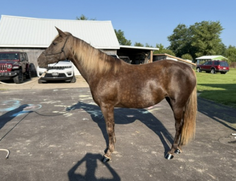 HorseID: 2319386 Samatha I am - PhotoID: 1106666