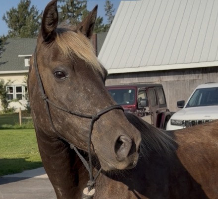HorseID: 2319386 Samatha I am - PhotoID: 1106667