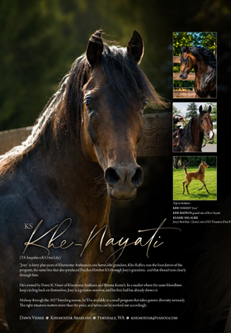 HorseID: 2319389 KS Khe-nayati - PhotoID: 1106670
