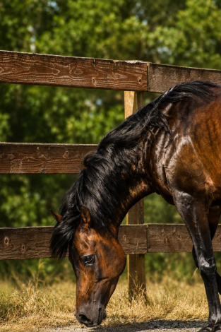 HorseID: 2319389 KS Khe-nayati - PhotoID: 1106671