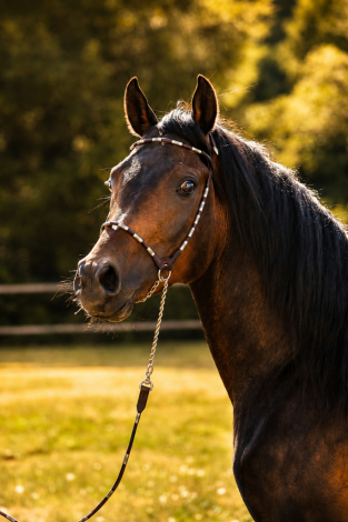 HorseID: 2319389 KS Khe-nayati - PhotoID: 1106672
