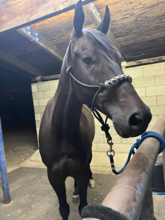 HorseID: 2319391 Oscar La Vista - PhotoID: 1106677