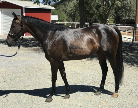 HorseID: 2319391 Oscar La Vista - PhotoID: 1106678