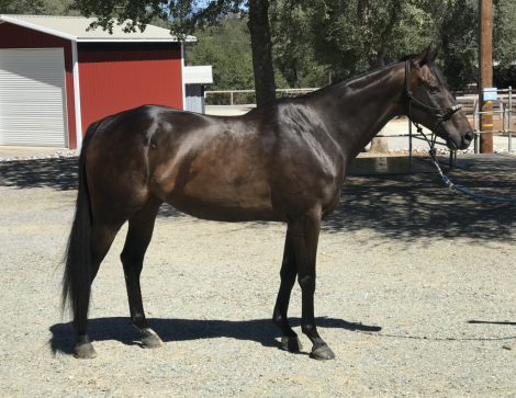 HorseID: 2319391 Oscar La Vista - PhotoID: 1106679