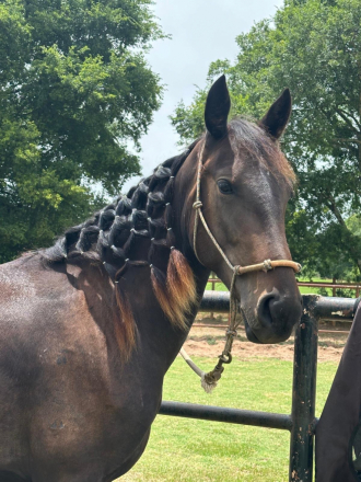 HorseID: 2319400 Missie’s Jewel - PhotoID: 1106681