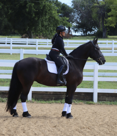 HorseID: 2319401 Dream-Key - PhotoID: 1106683