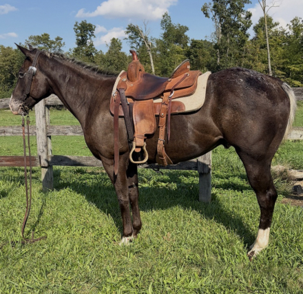 HorseID: 2319402 Cherokee - PhotoID: 1106686