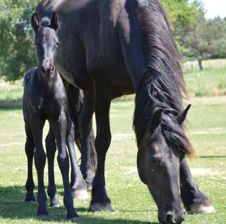 HorseID: 2319404 FHANA FOALS - 2027 - PhotoID: 1106688