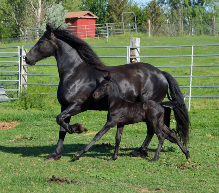 HorseID: 2319404 FHANA FOALS - 2027 - PhotoID: 1106689
