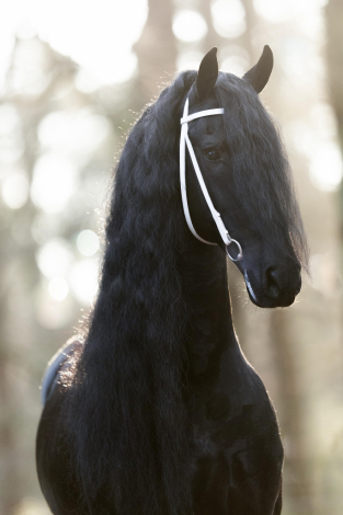HorseID: 2319404 FHANA FOALS - 2027 - PhotoID: 1106690
