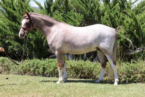 HorseID: 2319414 Eden Orchards Party Favor - PhotoID: 1106693