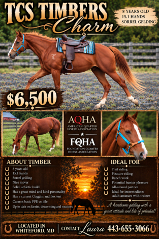 HorseID: 2319423 TCS Timbers Charm - PhotoID: 1106703