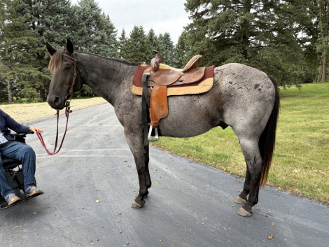 HorseID: 2319428 Medora Blue Perk - PhotoID: 1107054