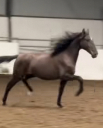 HorseID: 2319429 Tigre WoW - PhotoID: 1106710