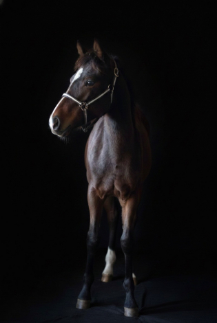 HorseID: 2319436 Duchess Grace Kale - PhotoID: 1106724