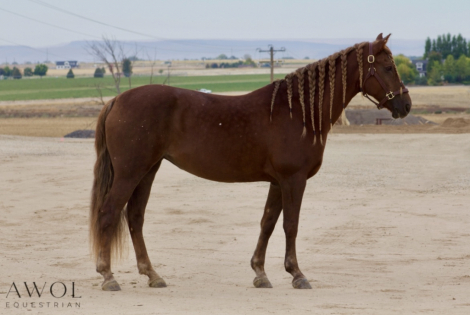 Abby (Morgan, Mare) in Caldwell, ID