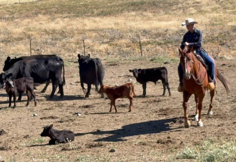 HorseID: 2319443 Squirt - PhotoID: 1106732