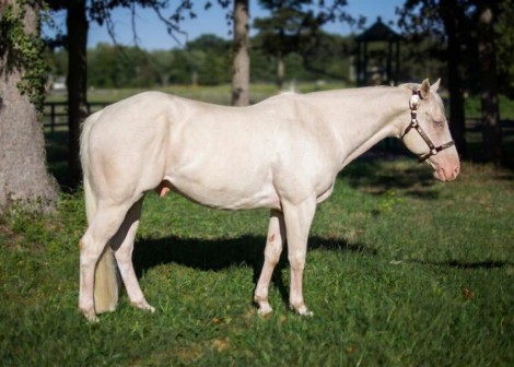 Quarter Horse (Quarter Horse, Gelding) in Upper Marlboro, MD