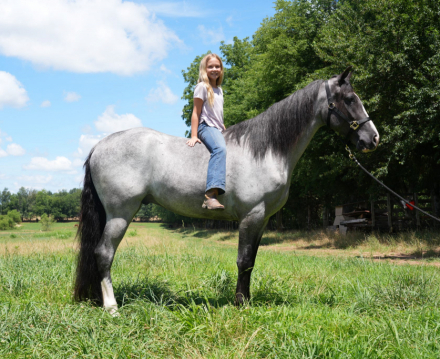 HorseID: 2319478 DMF Rooster He Is A Hoss - PhotoID: 1106751