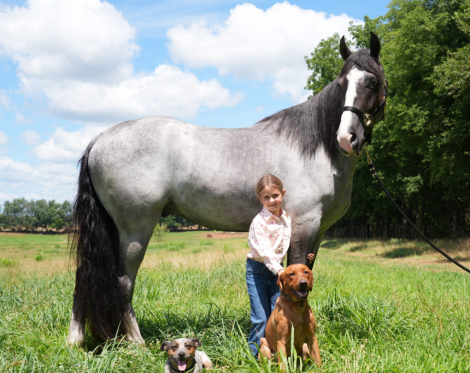HorseID: 2319478 DMF Rooster He Is A Hoss - PhotoID: 1106752