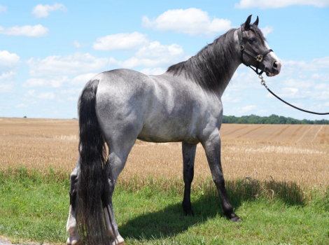 HorseID: 2319478 DMF Rooster He Is A Hoss - PhotoID: 1106754