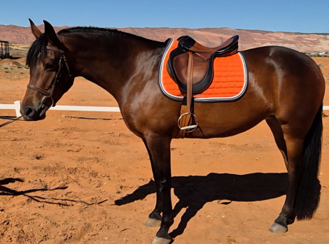 HorseID: 2319482 Yahzarah - PhotoID: 1106774