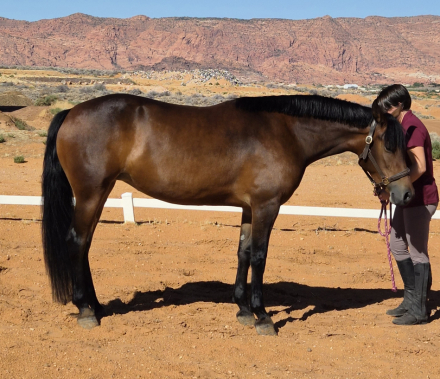 HorseID: 2319482 Yahzarah - PhotoID: 1106775