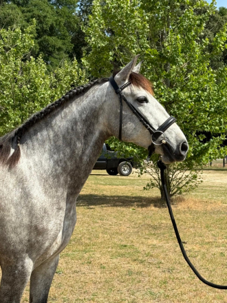 HorseID: 2319488 Kandela CDF - PhotoID: 1106762