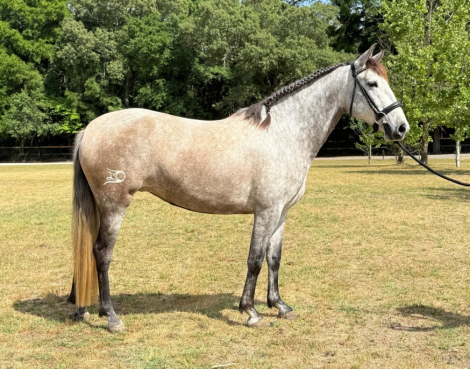 HorseID: 2319488 Kandela CDF - PhotoID: 1106763