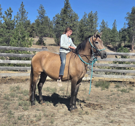 Firefly (Andalusian / PRE, Mare) in Lavina, MT
