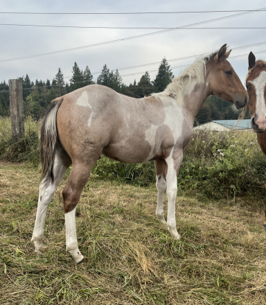HorseID: 2319494 Rizkit for the bizkit - PhotoID: 1106769