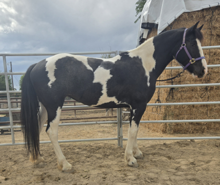 HorseID: 2319495 April - PhotoID: 1106770