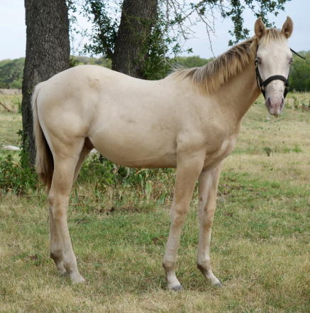 HorseID: 2319506 Whiz By Me Babydoll - PhotoID: 1106780