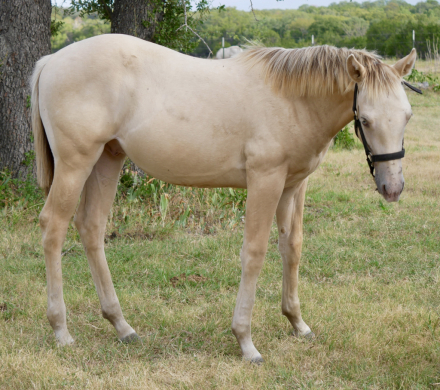 HorseID: 2319506 Whiz By Me Babydoll - PhotoID: 1106781