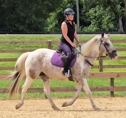 HorseID: 2319511 Cheyenne - PhotoID: 1106784