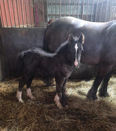 HorseID: 2319514 TIANI BLESSINGS - PhotoID: 1106785