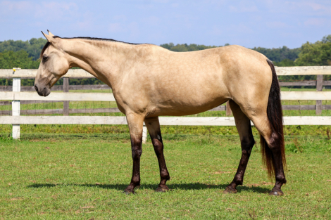 HorseID: 2319515 Girlie Pop - PhotoID: 1106786