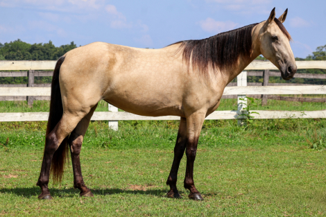 HorseID: 2319515 Girlie Pop - PhotoID: 1106787