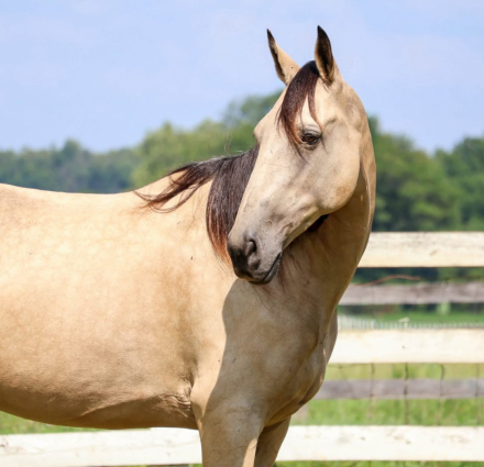 HorseID: 2319515 Girlie Pop - PhotoID: 1106788