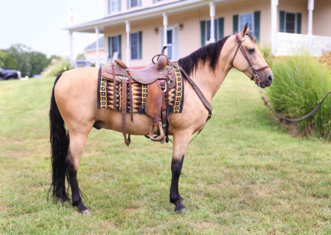 HorseID: 2319517 High Note - PhotoID: 1106791