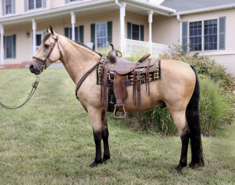 HorseID: 2319517 High Note - PhotoID: 1106792