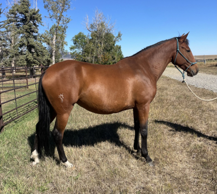 HorseID: 2319518 Radiance LusoBrio - PhotoID: 1106794