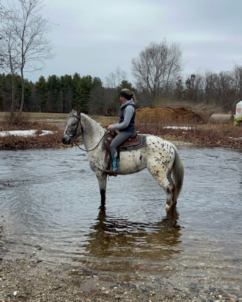 HorseID: 2319521 Locked N Lopin - PhotoID: 1106795