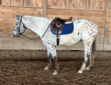 HorseID: 2319521 Locked N Lopin - PhotoID: 1106796