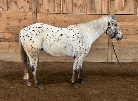 HorseID: 2319521 Locked N Lopin - PhotoID: 1106797