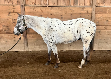 HorseID: 2319521 Locked N Lopin - PhotoID: 1106798
